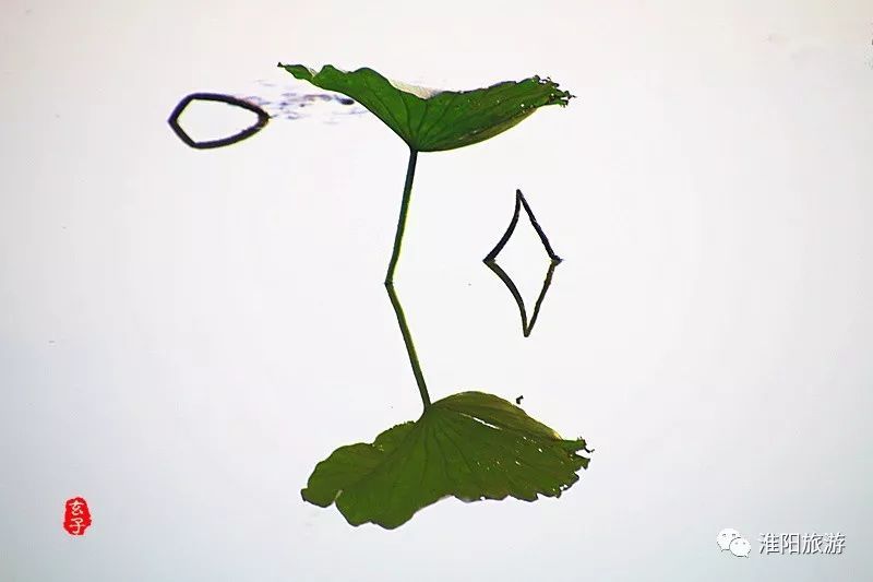 淮阳龙湖荷花盛景照片及描写,淮阳龙湖荷塘