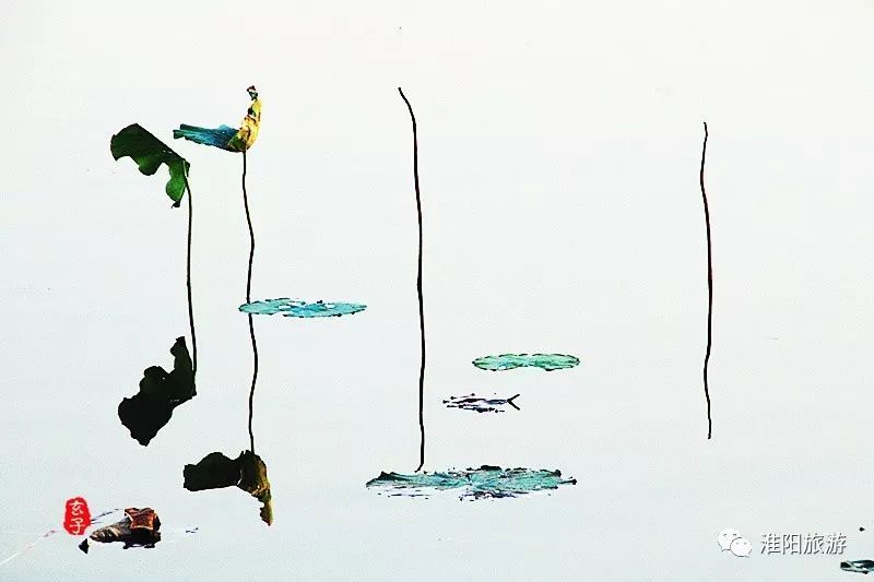 淮阳龙湖荷花盛景照片及描写,淮阳龙湖荷塘