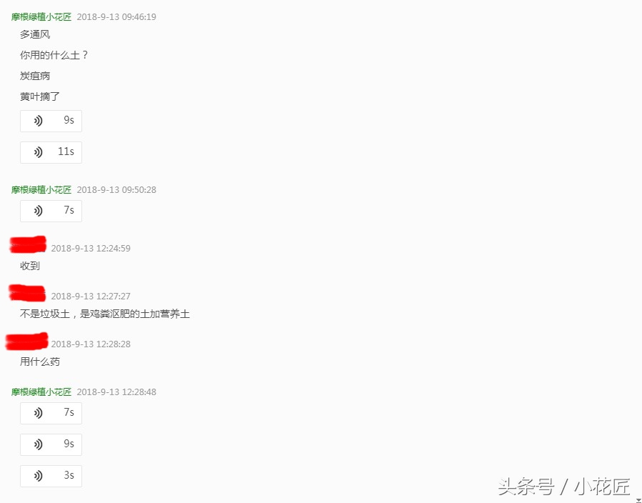 茶花黑尖黑叶落叶怎么办,茶花黑尖掉叶怎么补救