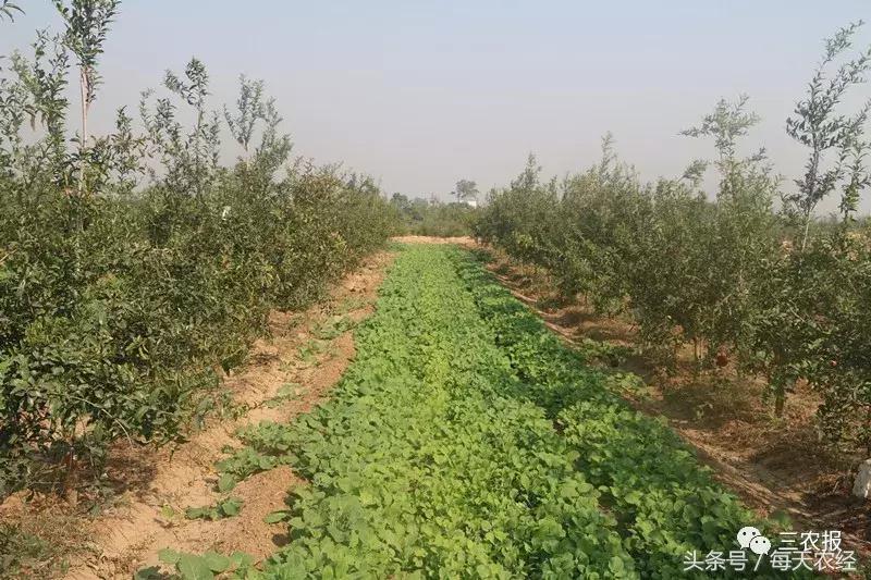 软籽石榴树苗春季修剪,软籽石榴树的栽培修剪