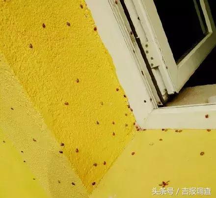 “花大姐”来袭！虽是益虫也可能会导致过敏，医生提醒：别穿太艳