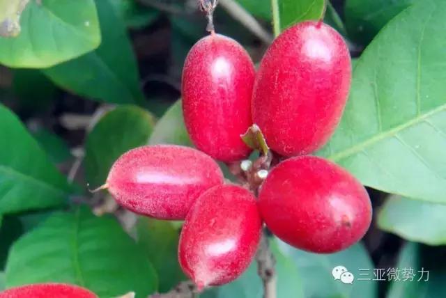 海南人最喜欢吃的食物,海南人吃最多的是什么