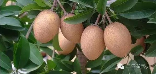 海南人最喜欢吃的食物,海南人吃最多的是什么