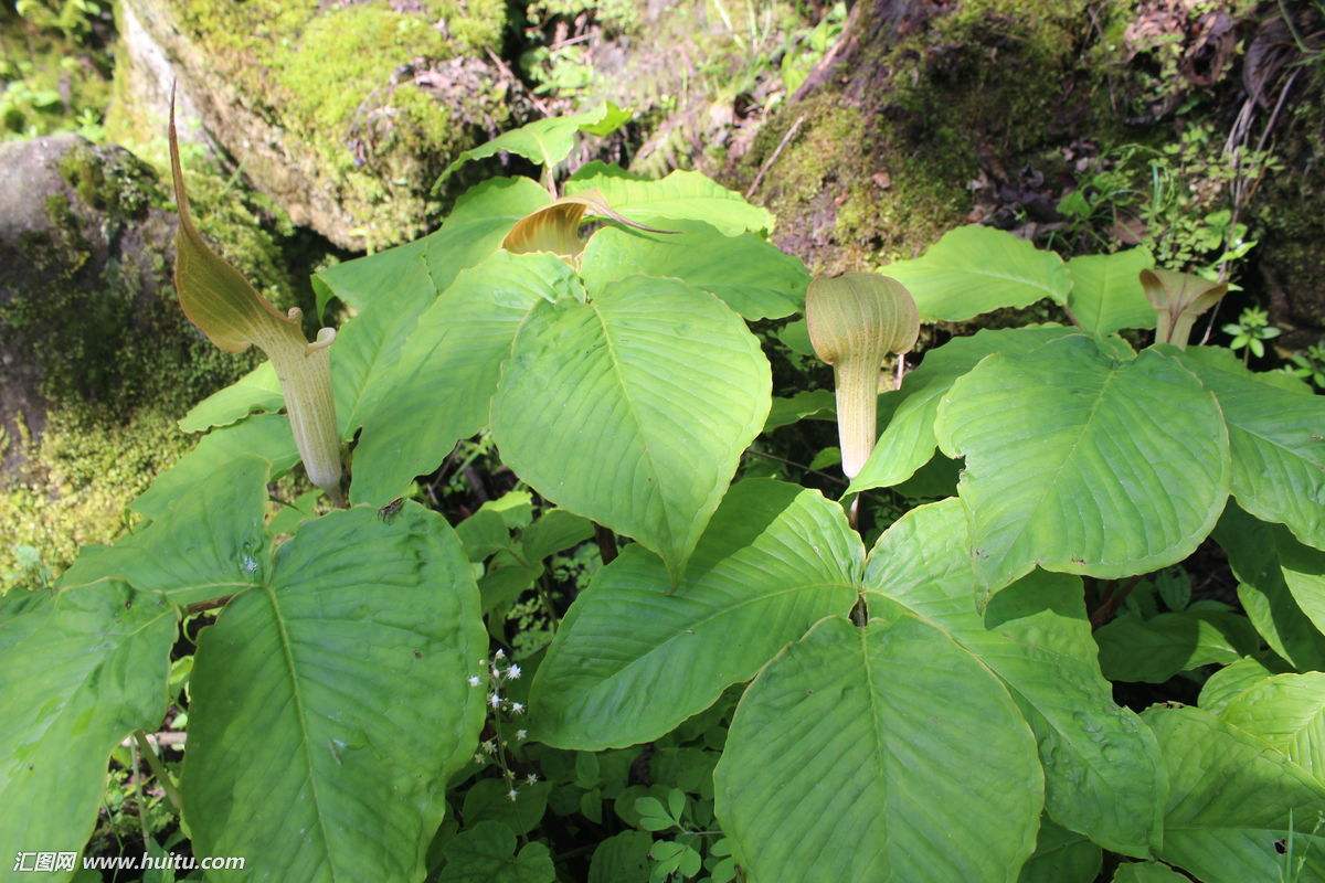 中药材半夏外用,中药材半夏多少钱一斤