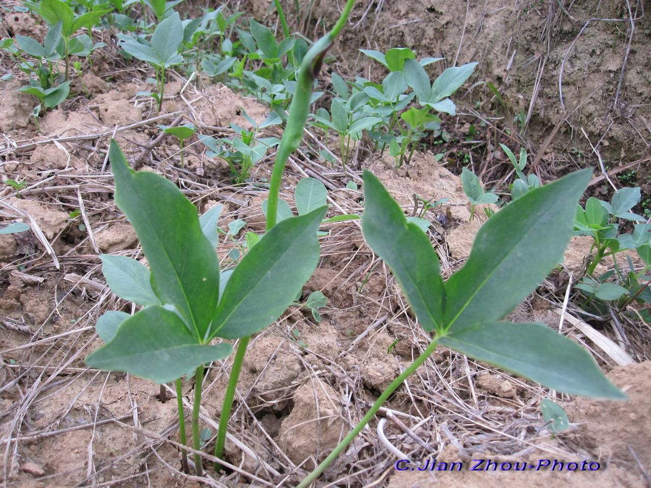 中药材半夏外用,中药材半夏多少钱一斤