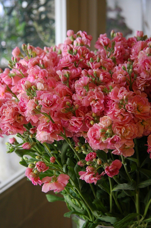 秋播千粒种秋收,秋播一粒种春开万朵花