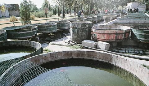 兰寿金鱼光线要求,兰寿泰狮鎏金三种金鱼能混养吗