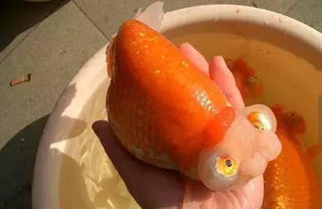 兰寿金鱼光线要求,兰寿泰狮鎏金三种金鱼能混养吗