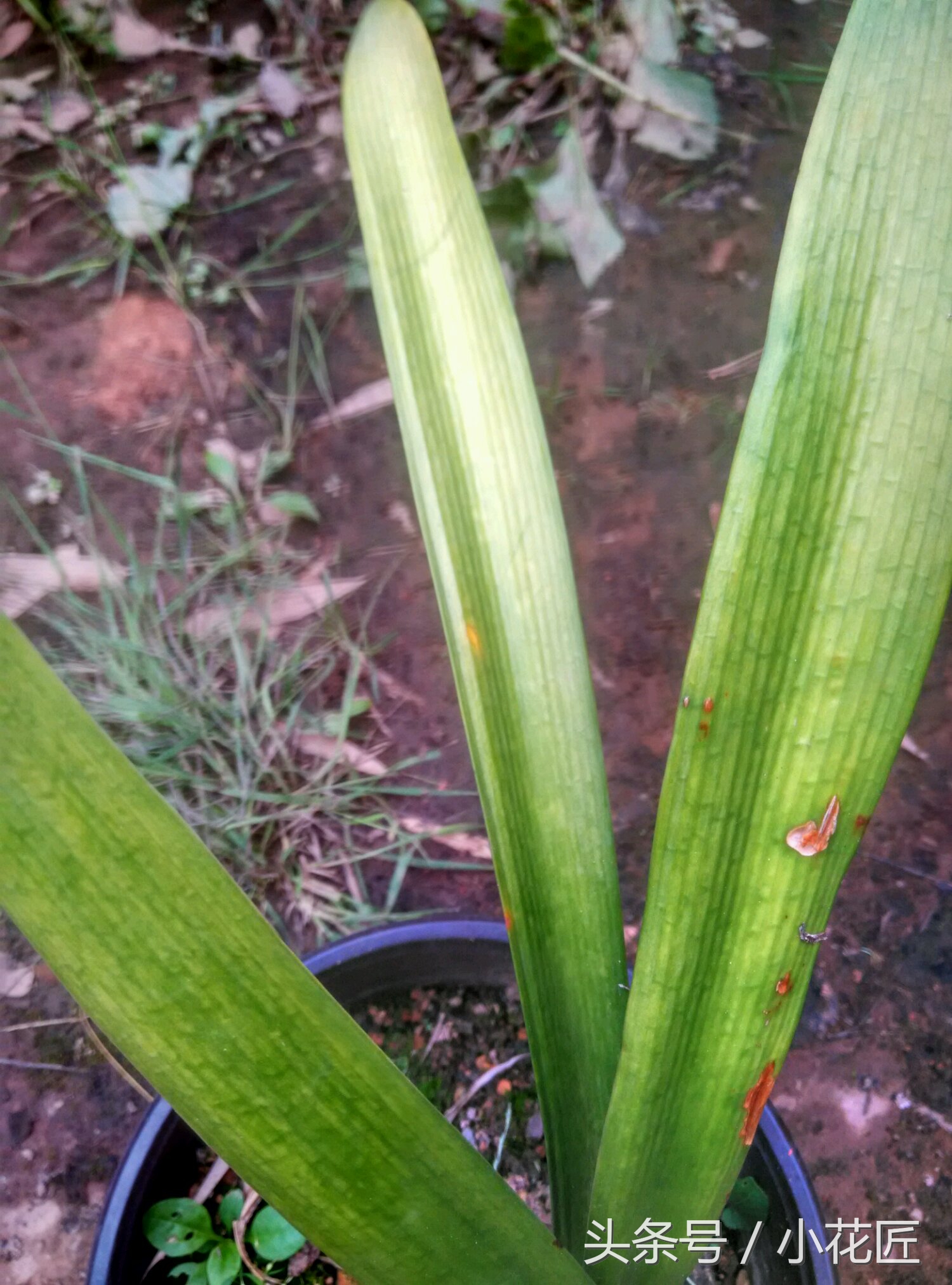 君子兰能不能晒太阳叶子发黄,为什么君子兰叶片发紫黑色