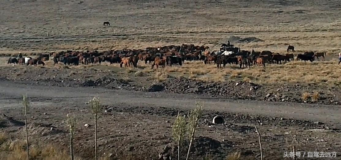 灞变腹鐗ф皯楠戦┈,灞变腹楠戦┈鐗ф皯