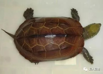 龟市行情回顾,龟市低迷却是新人入手的最好时机