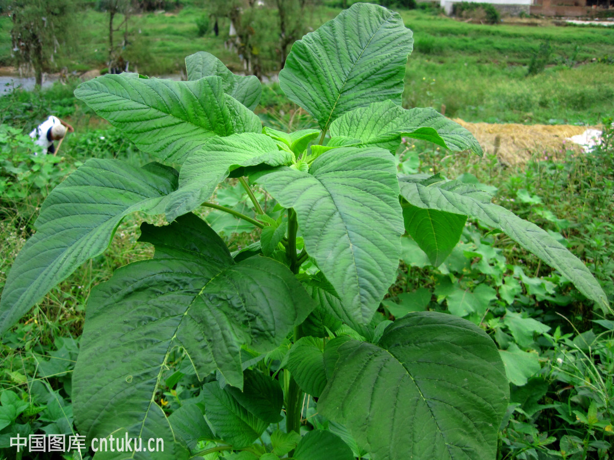 中药苋白,中草药空心苋