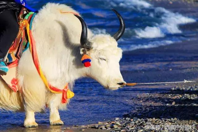 拉萨旅游攻略必去景点大全,拉萨旅游景点推荐及攻略