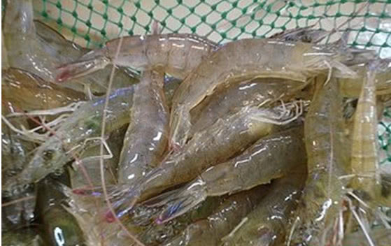 虾怎么解冻虾肉口感好,1分钟快速解冻虾的方法