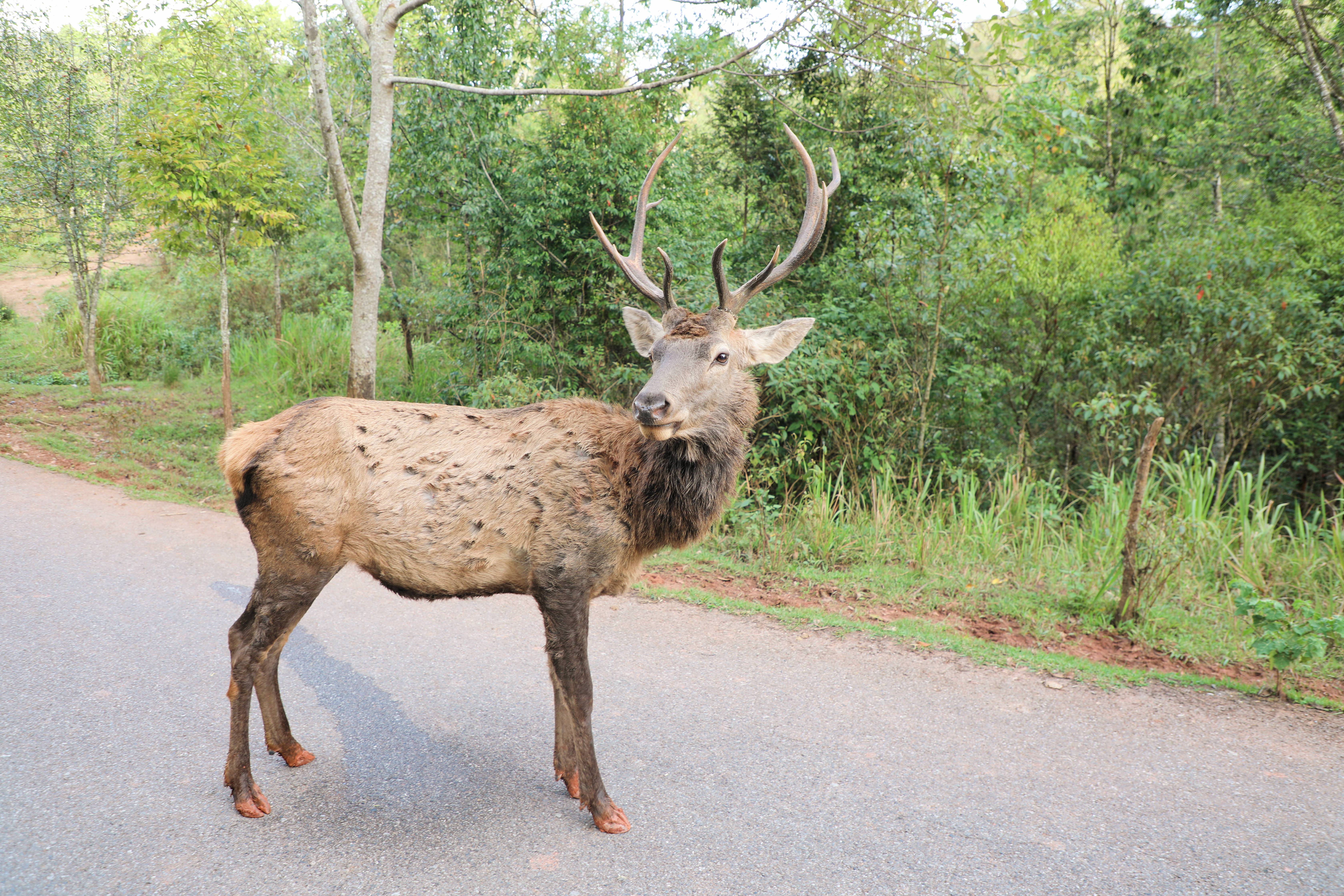 光唱歌就能给村里分红,曾祭人头的神秘佤族,走进你不知道的云南