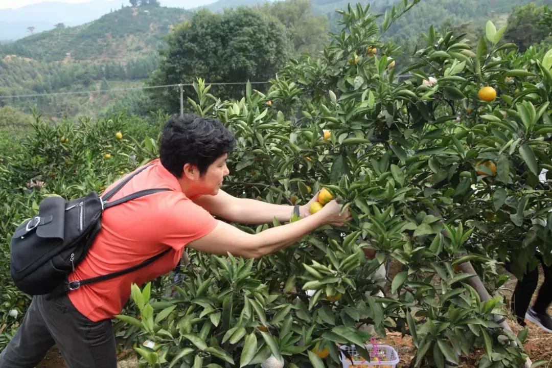 这一口甜蜜，让几百个三明人恋爱了