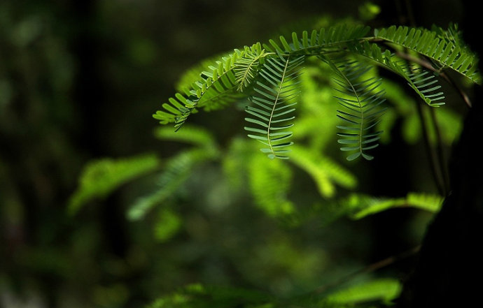 围炉夜话作者,围炉夜话原文及译文完整版