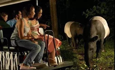 夜间动物园新加坡,新加坡夜间动物园暮光表演