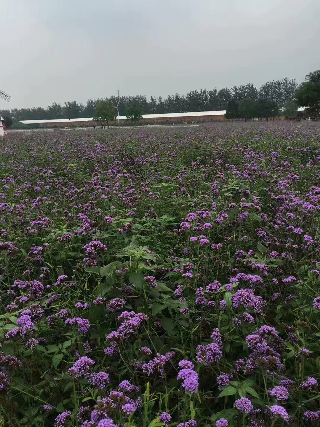 我的北京故事全集,我的故事1978完整版