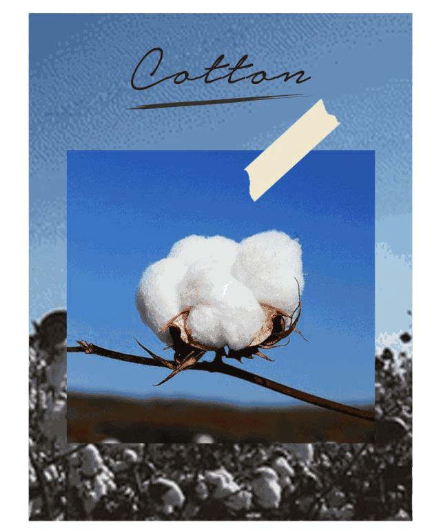 45支纯棉和50支纯棉哪个贵,同样是纯棉为何手感不一样