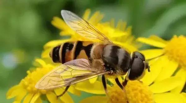 土蜂蜜营养有什么区别,土蜂蜜比普通蜂蜜营养价值更高吗