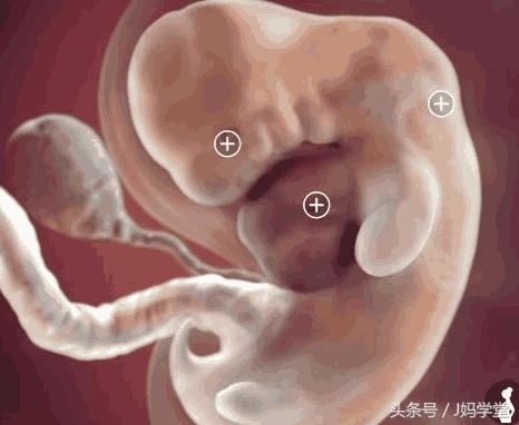 怀孕七周胎儿发育到什么程度,怀孕七天有什么明显的征兆