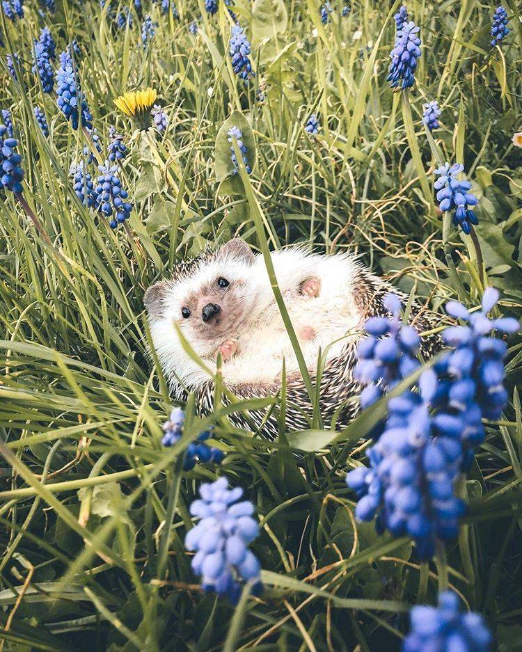 真正的小刺猬的图片,小刺猬图片