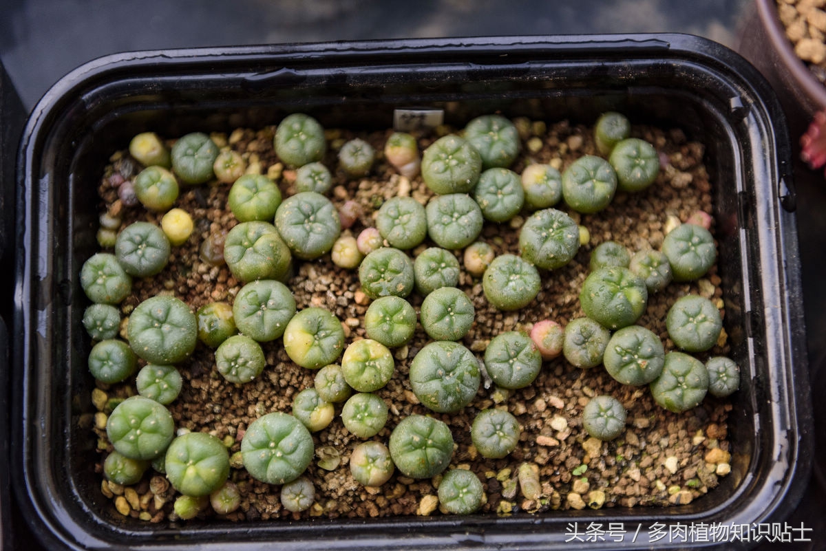 仙人球种花盆里需要松土么,仙人球新栽需要浇水吗