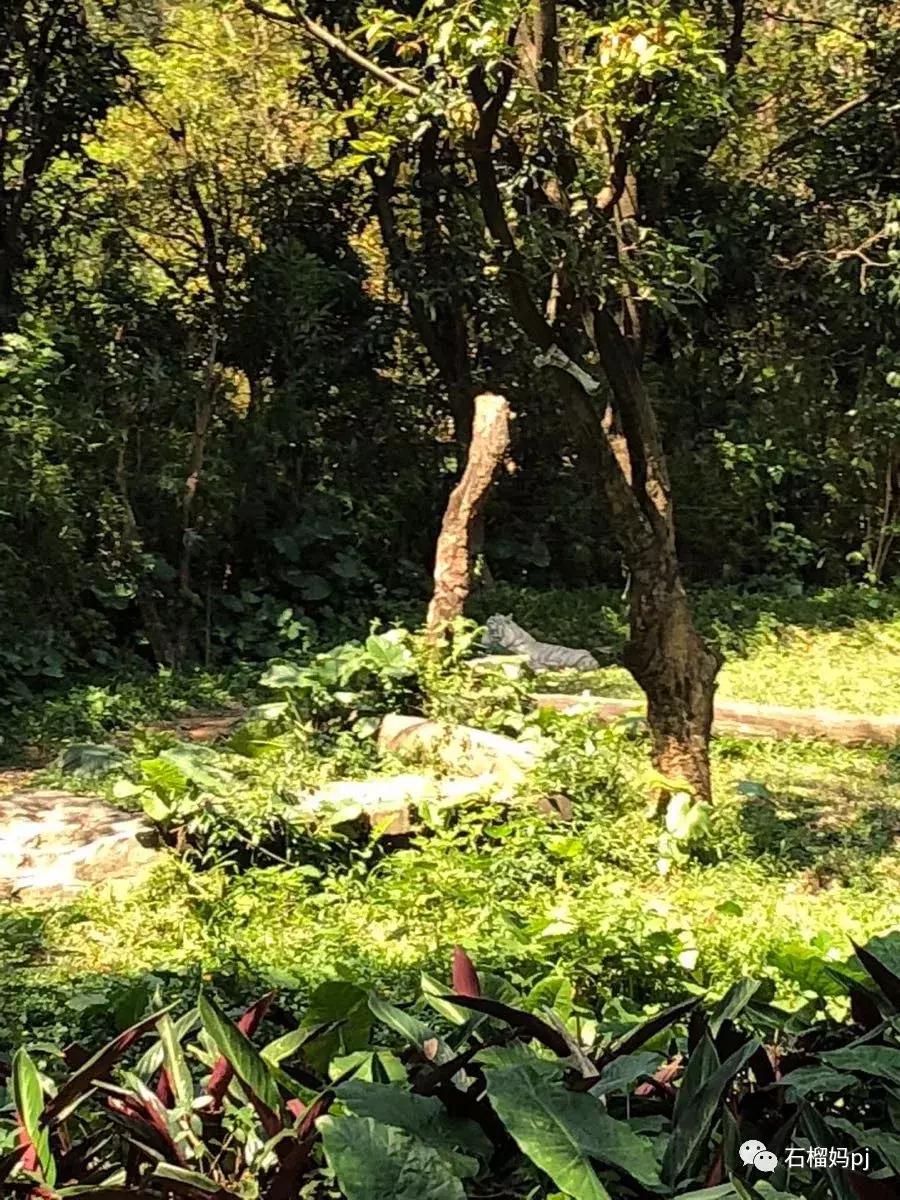 长隆欢乐世界和长隆野生动物园,广州长隆野生动物园侏罗纪公园