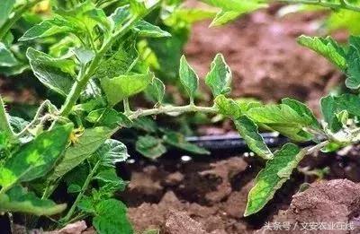 滴灌堵塞解决方法,滴灌堵了怎么办