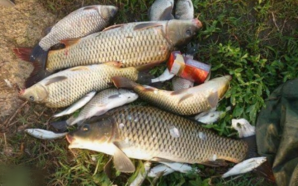 晚秋鲤鱼不开口,晚秋小鱼闹窝怎么钓鲫鱼