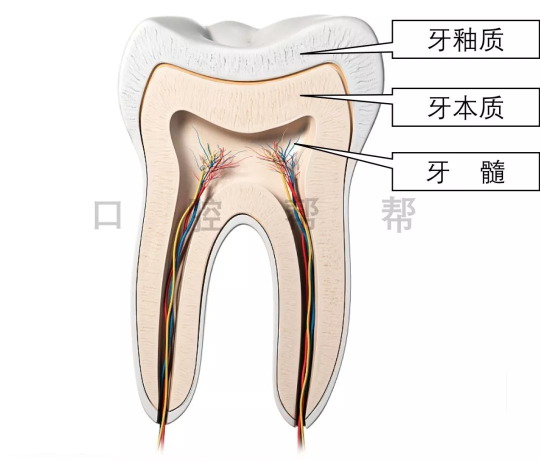 蛀牙三颗算多吗,蛀牙是怎么吃掉牙齿的