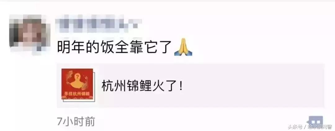 中国锦鲤的套路有哪些呢,中国锦鲤为什么火了