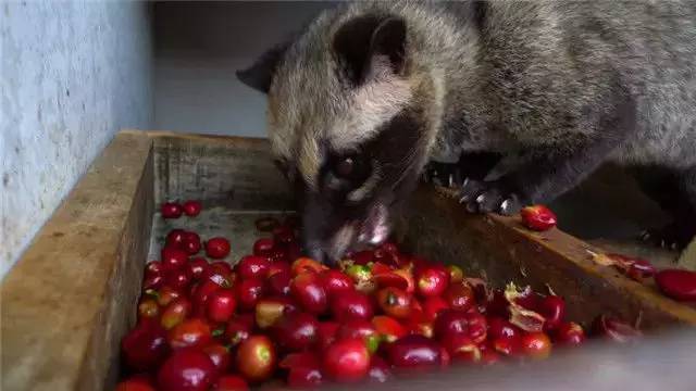 蓝山咖啡猫屎咖啡意式咖啡的区别,猫屎咖啡和普通咖啡选哪样