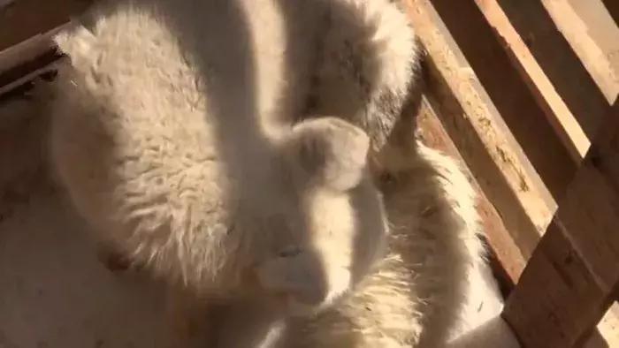 小白狐私闯大院被抓，误当成银狐犬饲养，最后无奈与兵哥哥道别！