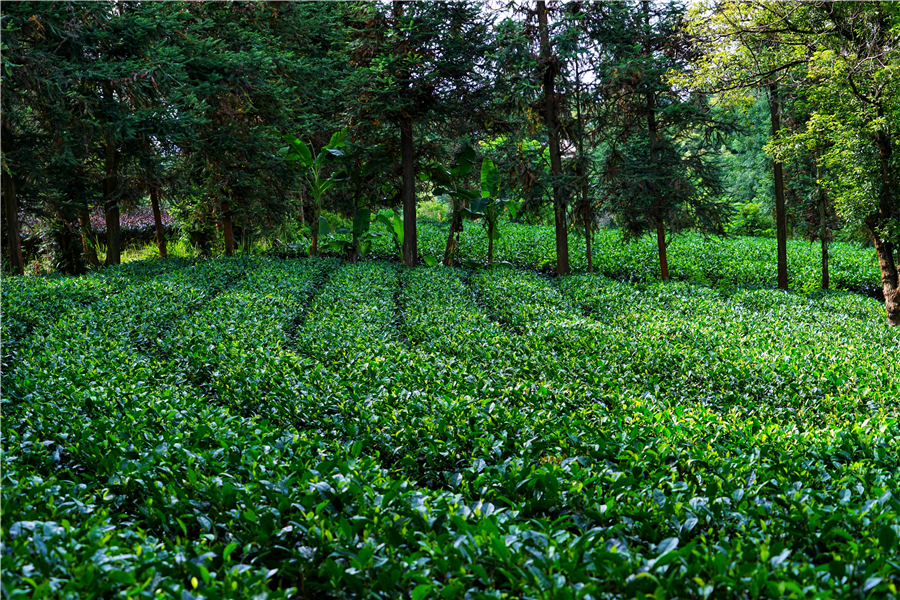 秀丽神奇的西双版纳完整版,云南西双版纳神奇的地方