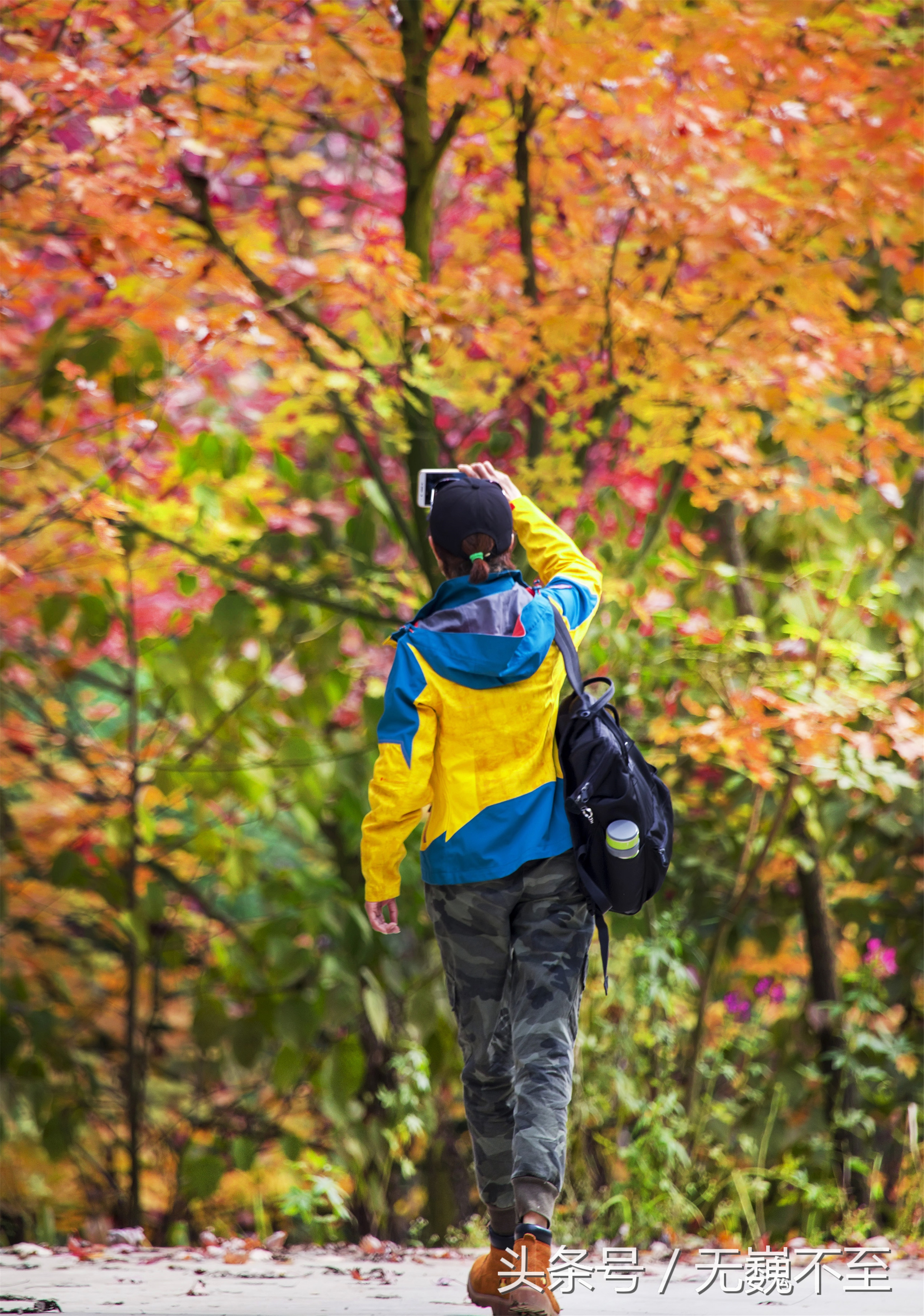 川西红枫岭赏红叶美景,成都红枫岭