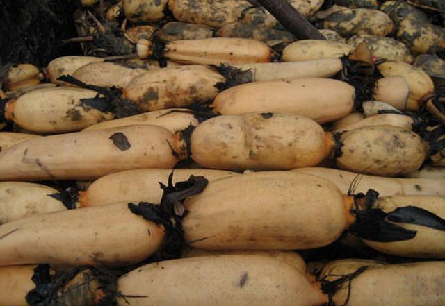 莲藕孔又脏又难清洗？酒店大厨教你1招，“脏东西”自己跑出来！