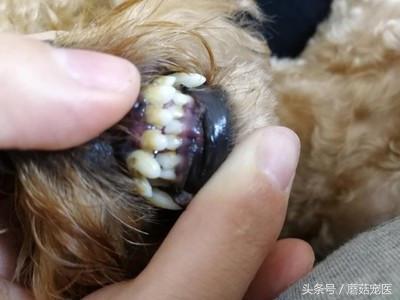 给泰迪狗狗去牙结石需要多少钱,清理泰迪牙结石需要用到哪些工具