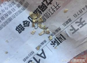 给泰迪狗狗去牙结石需要多少钱,清理泰迪牙结石需要用到哪些工具