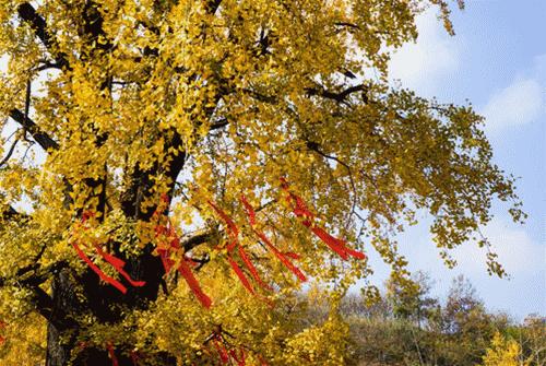 南京汤山温泉天气,汤山风景区秋天