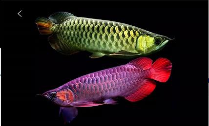 龙鱼常见病症大全,龙鱼的常见疾病以及治疗