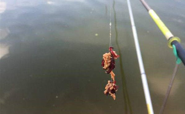 钓鲫鱼买红虫怎么选择饵料,红虫钓鲫鱼有荚膜开饵方法