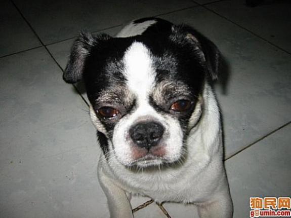 各种狗狗搞笑视频集锦,狗狗集锦