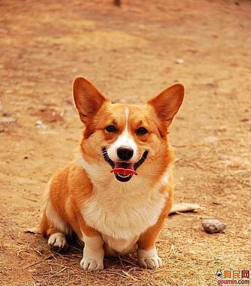 各种狗狗搞笑视频集锦,狗狗集锦