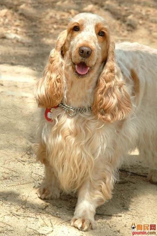 各种狗狗搞笑视频集锦,狗狗集锦