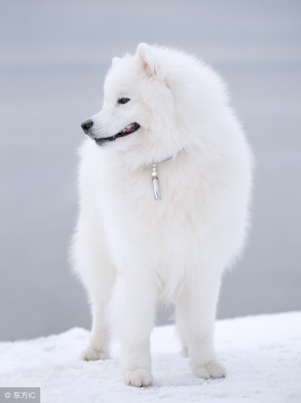 各种狗狗搞笑视频集锦,狗狗集锦