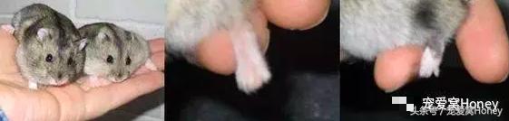 三线仓鼠和银狐仓鼠一起养可以吗,紫仓仓鼠和三线仓鼠哪个仓鼠更好