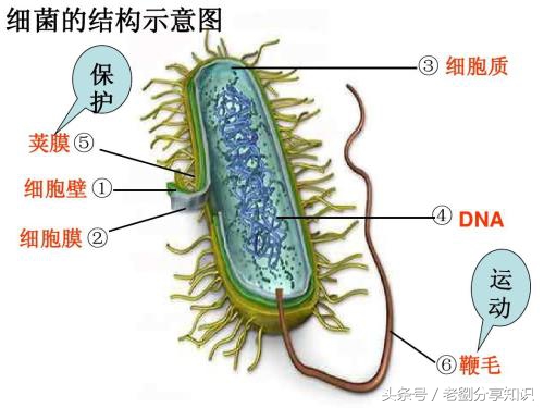 八年级上册地理生物知识,八年级上册生物知识与能力答案