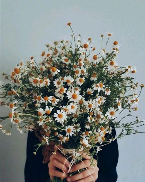 适合敏感肌的湿敷水洋甘菊,洋甘菊纯露修复敏感肌反馈